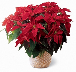 Red Poinsettia Basket from Clifford's where roses are our specialty